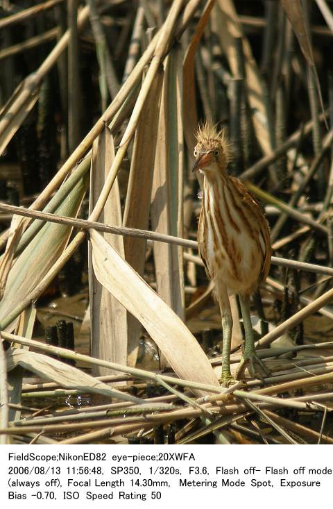 2006.8.13(4) 葛西臨海公園・鳥類園偽岩_c0062451_1952761.jpg