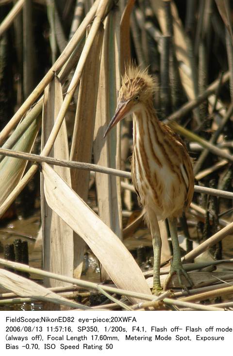 2006.8.13(4) 葛西臨海公園・鳥類園偽岩_c0062451_1953931.jpg