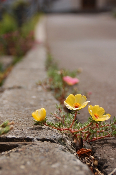 我が家の前の花たち_d0029505_2253519.jpg