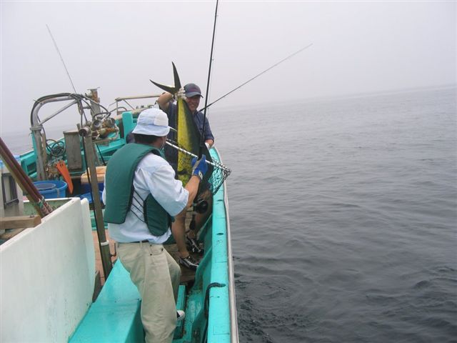 325 とり急ぎ ご報告 相模湾シイラ カツオ ソルトウォターフライフィッシングスクール フライフィッシング情報byクレオール 1