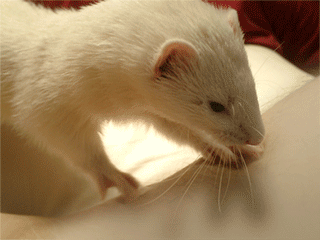 a0010836_1282517.gif