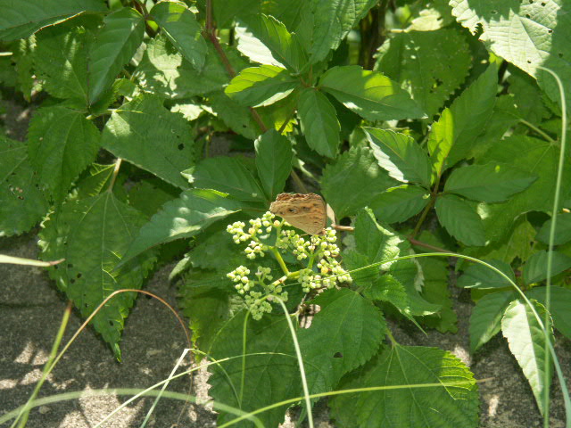 念願のタテハモドキ（九州を北上中の南方系チョウ）_c0034881_16145172.jpg