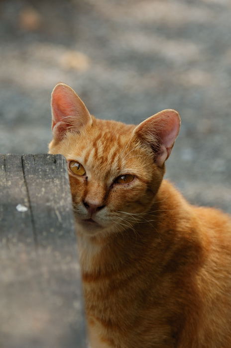 生き物撮影・ニャンコとサギ_f0032011_1951339.jpg