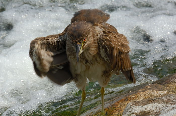 生き物撮影・ニャンコとサギ_f0032011_19515689.jpg