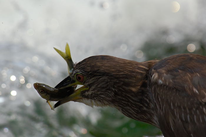 生き物撮影・ニャンコとサギ_f0032011_19521830.jpg