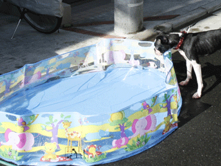 e0080117_0182290.gif