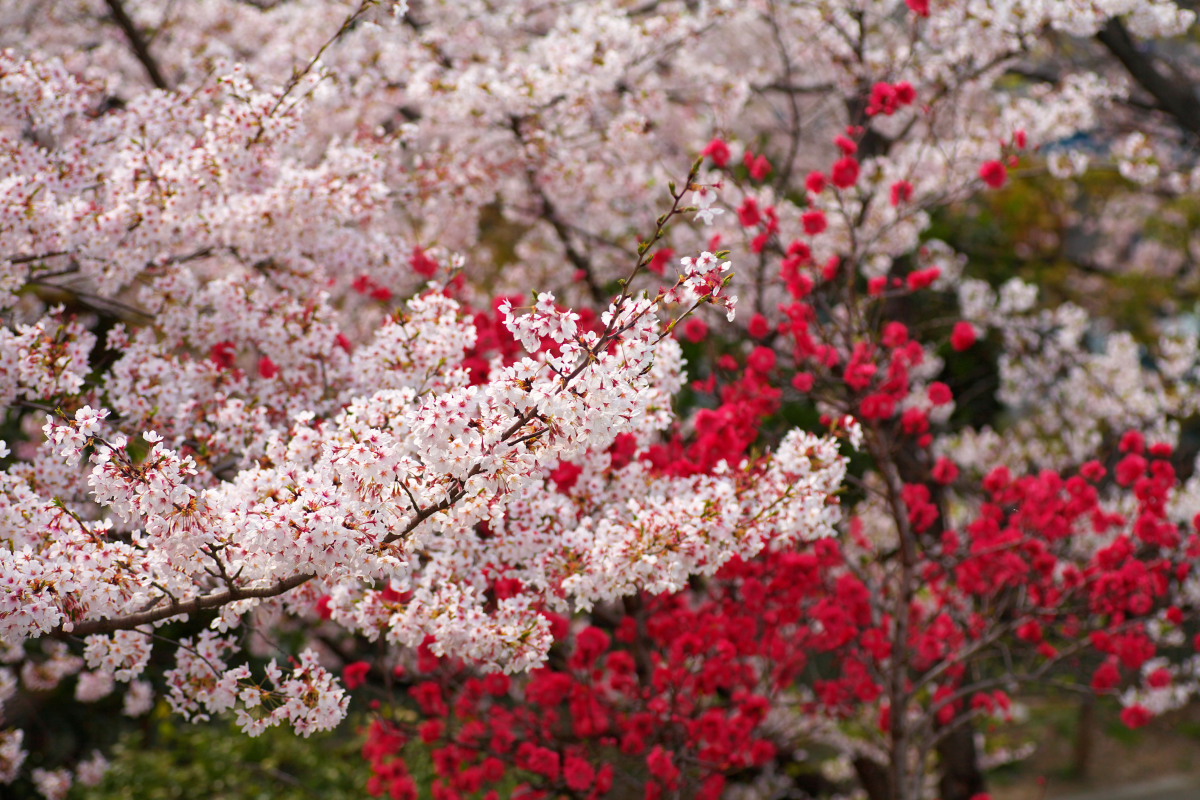 近所の桜３_c0088025_23514927.jpg