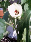 c0073332_955952.jpg