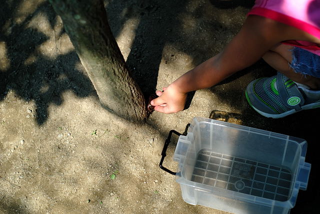 ８月１３日（午後）　　カブトムシ農園_c0066251_1215067.jpg