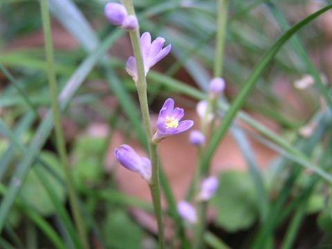 花も実もあるヤブラン_a0030958_2055521.jpg