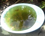 ●ボウフラすくいに粘る_d0053294_13145.jpg