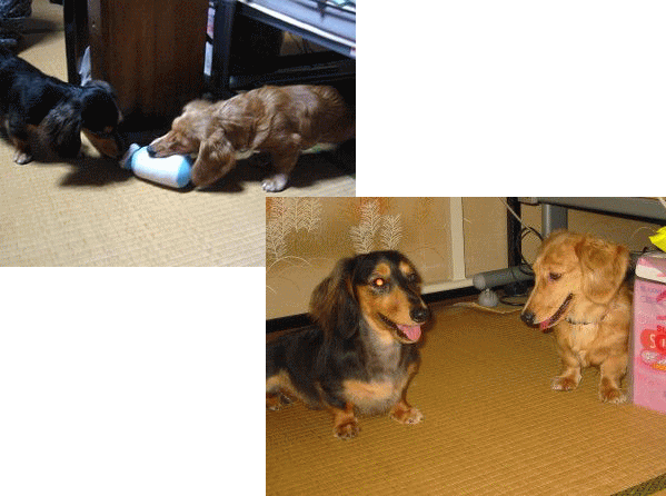 b0044804_993942.gif