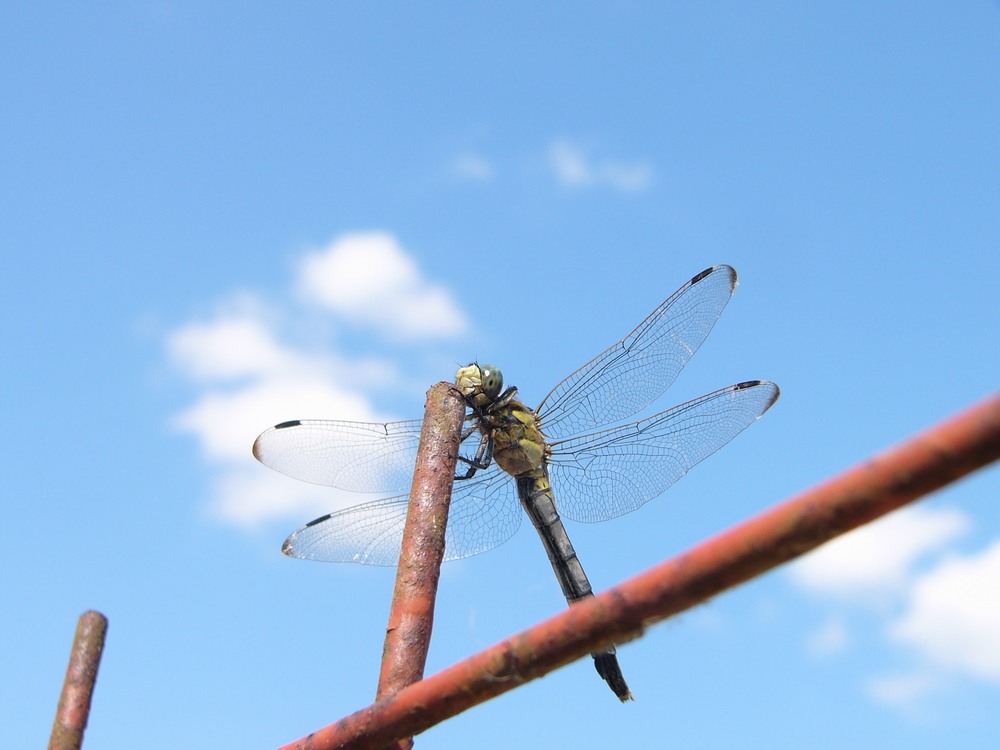 夏の昆虫・１_c0062511_2194655.jpg