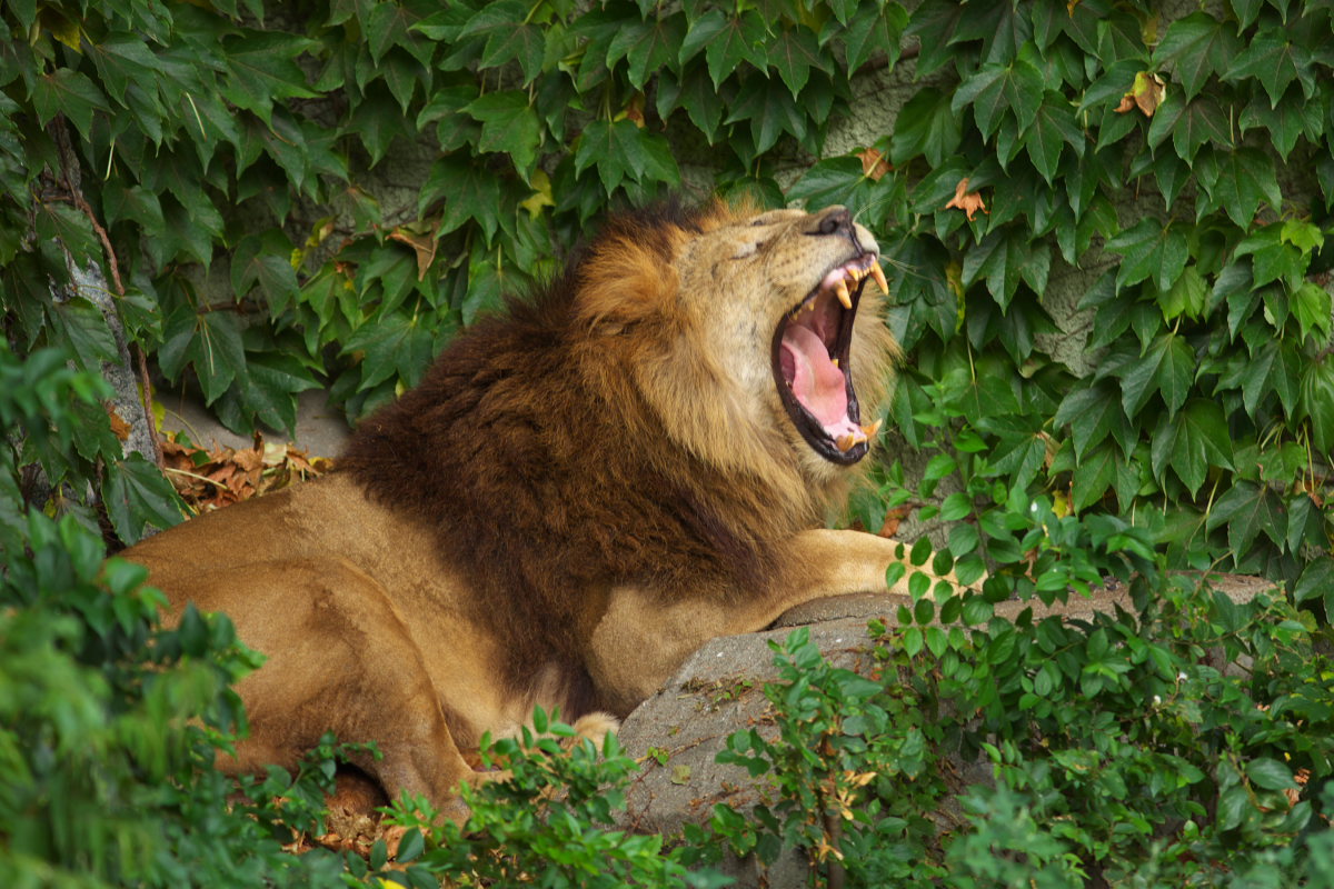 天王寺動物園１１_c0088025_3245442.jpg