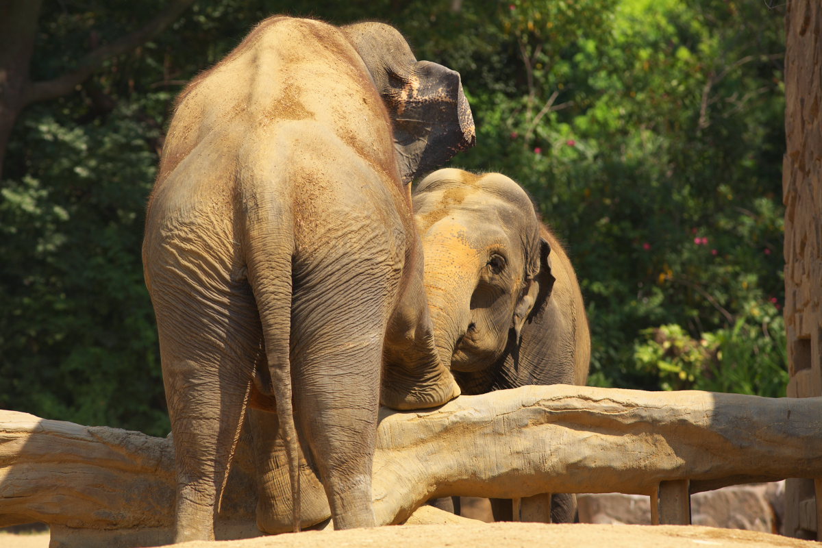 天王寺動物園１３_c0088025_3362386.jpg