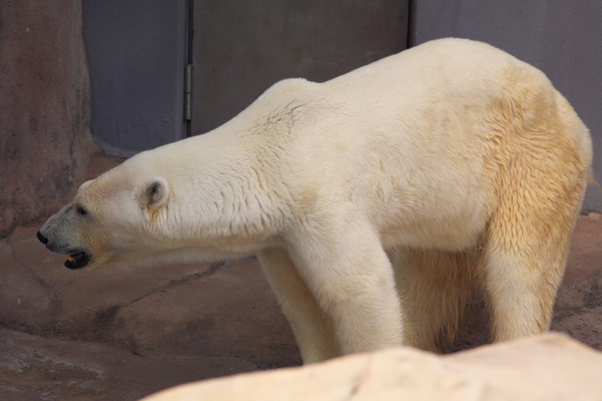 王子動物園_c0088025_343051.jpg