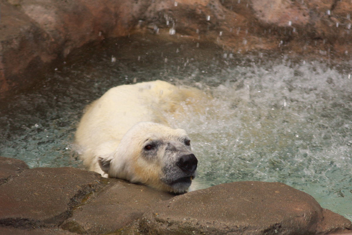 王子動物園_c0088025_3431055.jpg