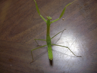 d0068437_00464.jpg