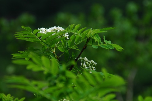 ナナカマドの花_f0032137_911397.jpg