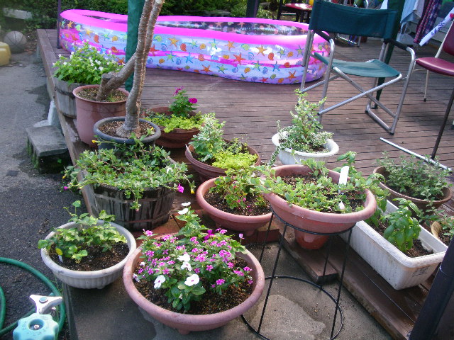 f0041138_1083436.jpg