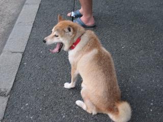 夏も終わりに近づいてきたけれど。。。_c0049950_1165381.jpg