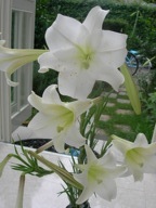 百合　　　　　_d0078355_0504630.jpg