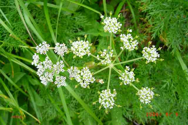 ８月の日本アルプス「燕岳」登山路に咲く花たち_b0008660_9105998.jpg