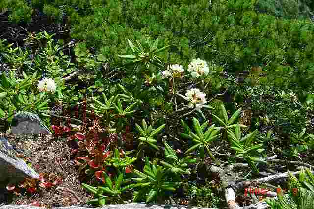 ８月の日本アルプス「燕岳」登山路に咲く花たち_b0008660_9114969.jpg