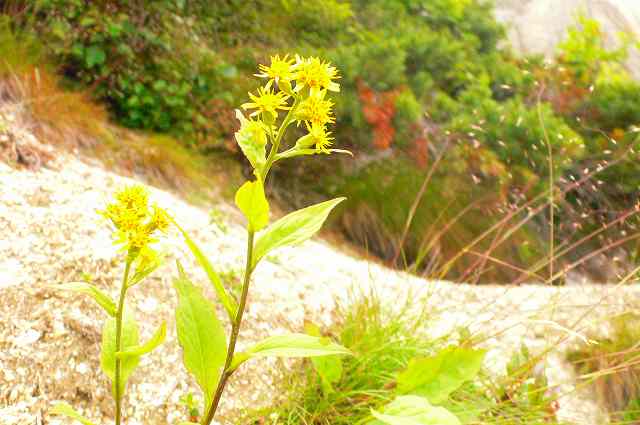 ８月の日本アルプス「燕岳」登山路に咲く花たち_b0008660_9164643.jpg