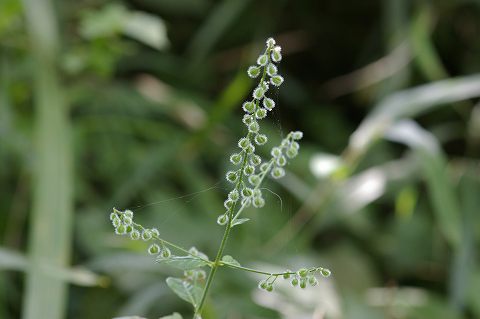 e0070891_21114573.jpg