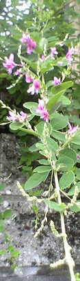 萩_b0093221_914074.jpg