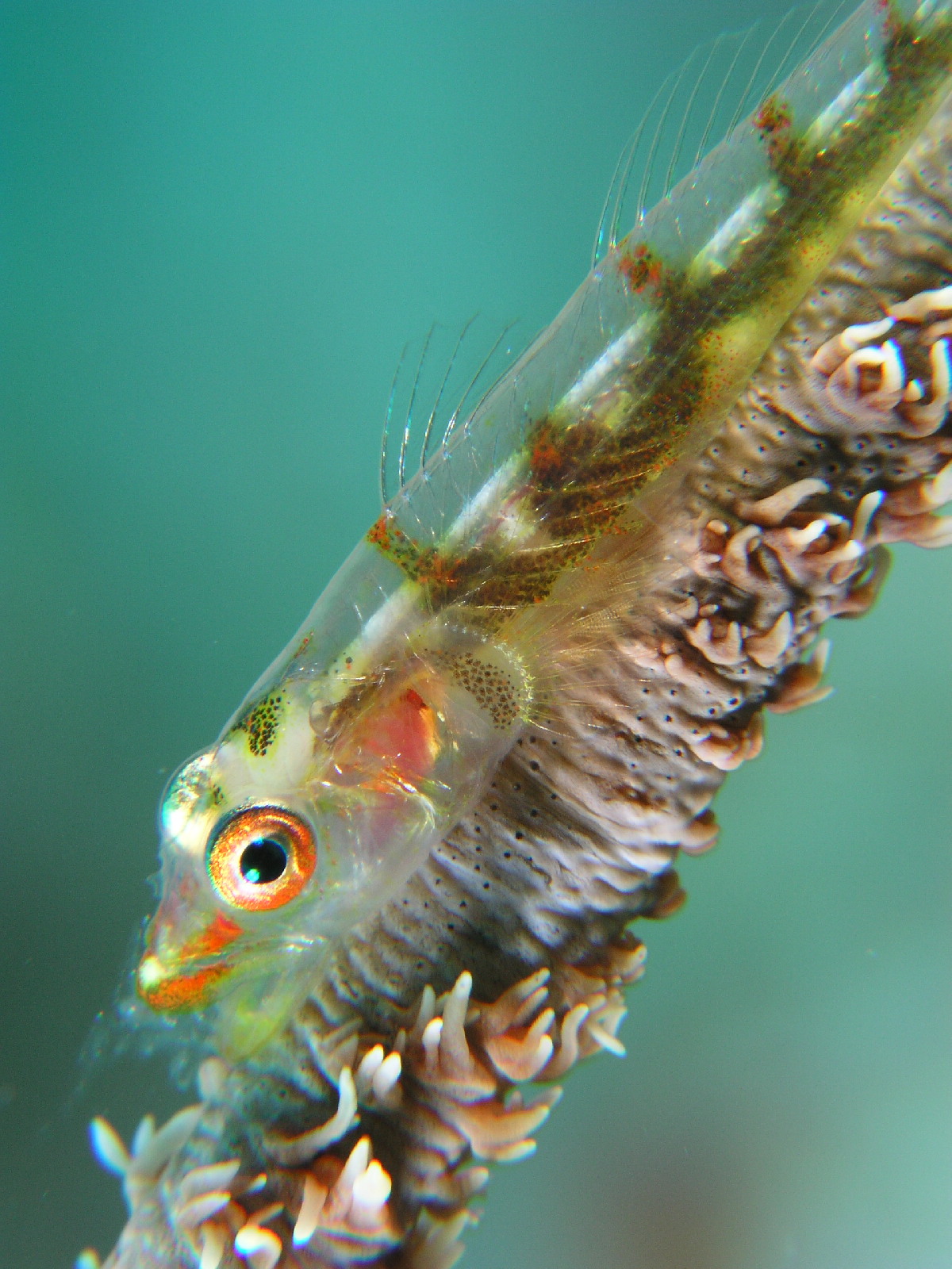 Whip coral goby_d0084523_2024026.jpg