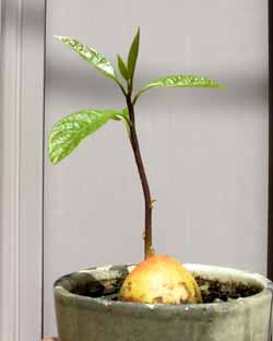 番外編 アボカドの芽が延びてます 節約ミニ盆栽記