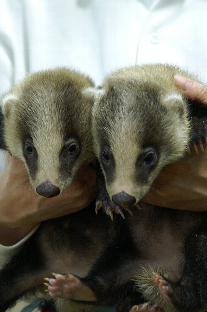 ニッポンアナグマ デビュー 動物園でお散歩 ニッポンアナグマ デビュー 動物園でお散歩