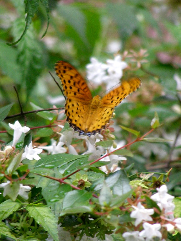 博物記（夏ー３６）　アベリアに来る、昆虫達_e0064158_0285098.jpg