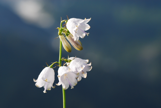 八方尾根の花　３_a0041073_23354669.jpg