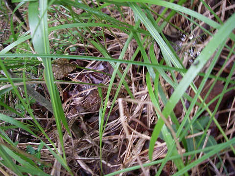 c0002874_21313291.jpg