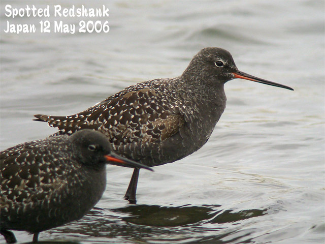 ツルシギ　４　　Spotted Redshank_c0071489_7135364.jpg