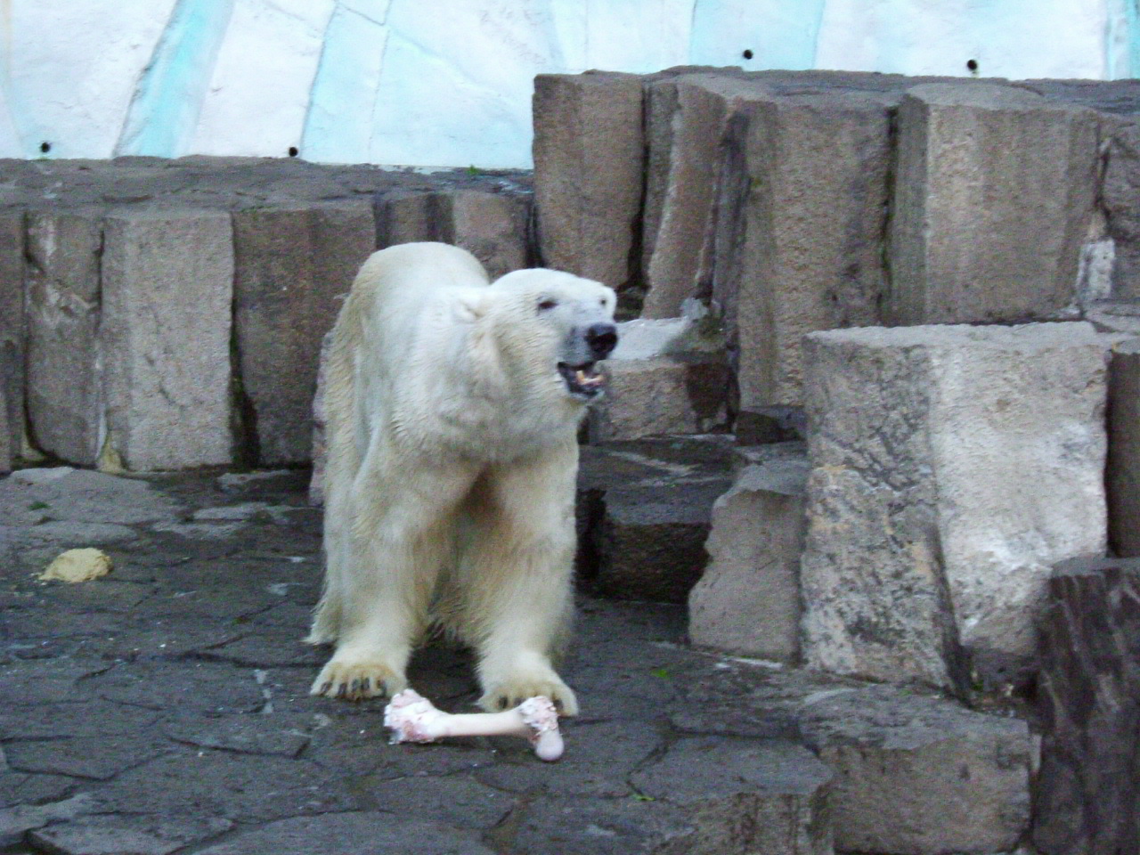 上野動物園_a0025993_050770.jpg