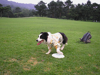 f0032194_20163523.gif