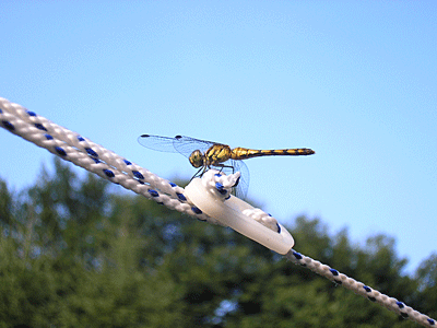 f0032194_2146810.gif