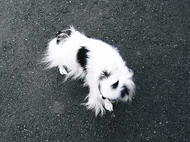 d0079302_17252178.gif