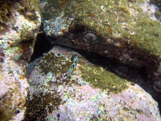 e0063003_13371790.gif