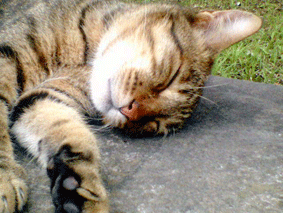 d0048332_1632221.gif