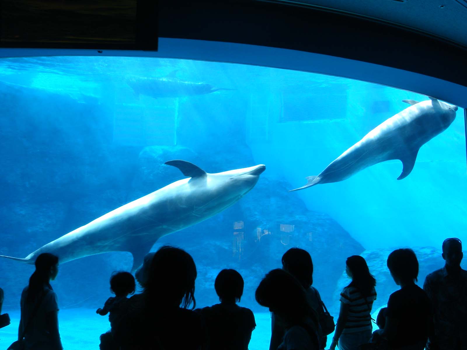 名古屋港水族館_e0058338_955049.jpg