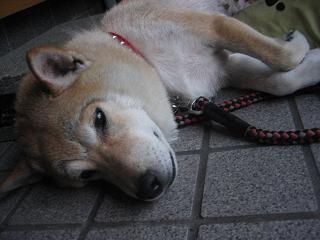 この時期思うこと ①_c0049950_9194784.jpg