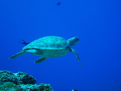 f0080385_74907.jpg