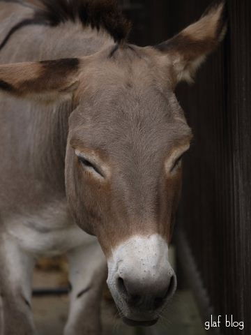 愛媛県立とべ動物園_b0056790_647136.jpg