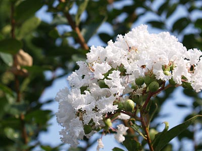 ご近所の花・サルスベリ_a0041508_17305574.jpg