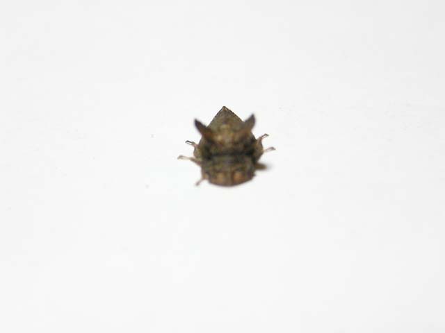 昆虫ブログ むし探検広場